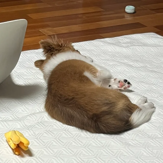 펀치치