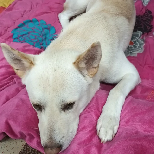 아토