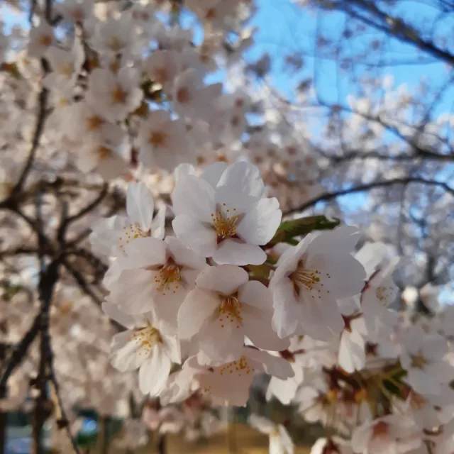 은비