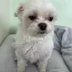 토르자