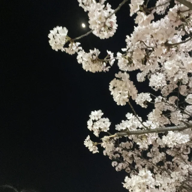 백쭈우