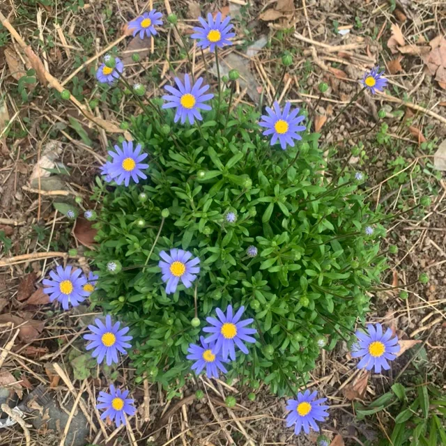 행복
