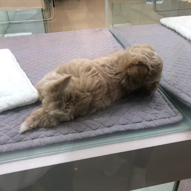 강아지백산수
