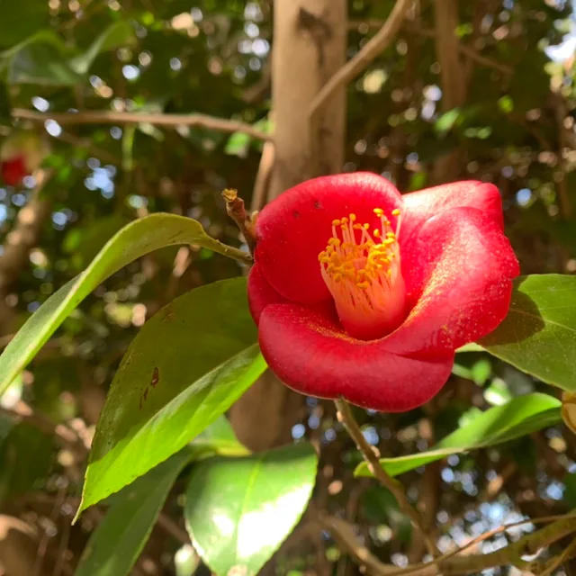 산아이