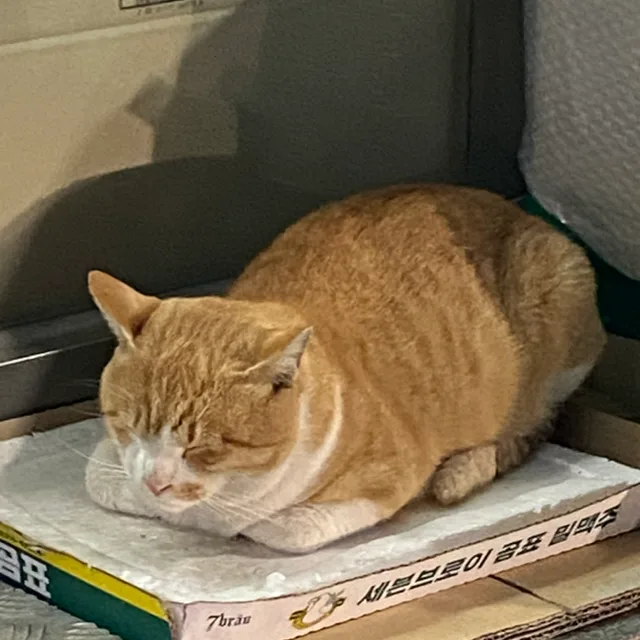 냐옹