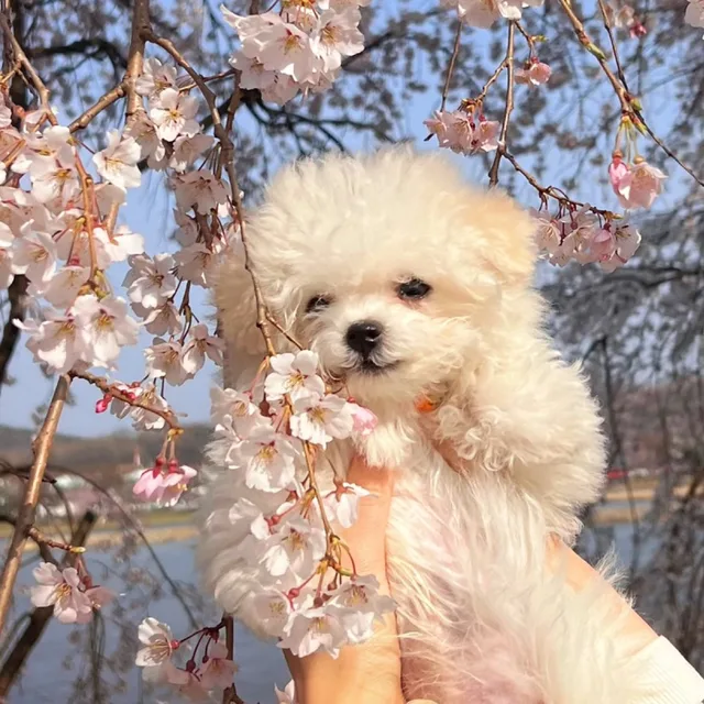 또동이와또리