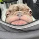 토끼아빠