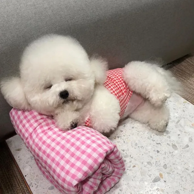아지아지