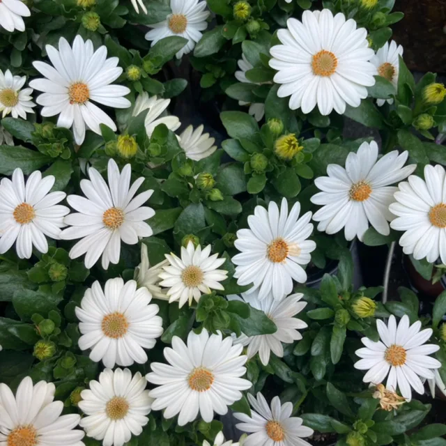메롱