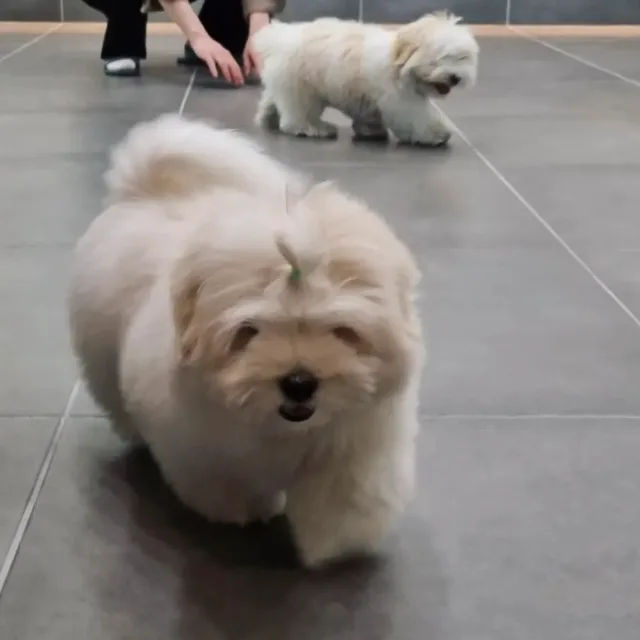 두잇