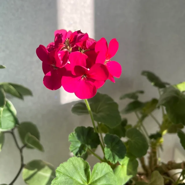 유리의성