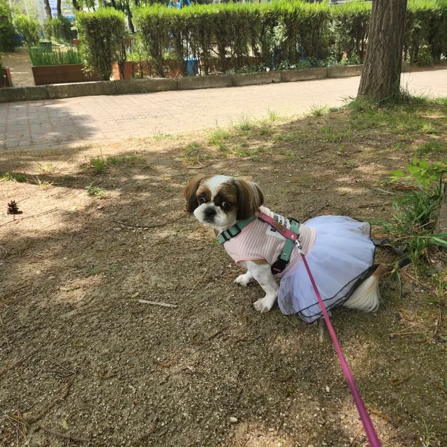 여시야