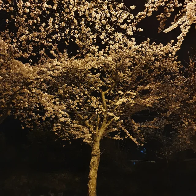 영11번