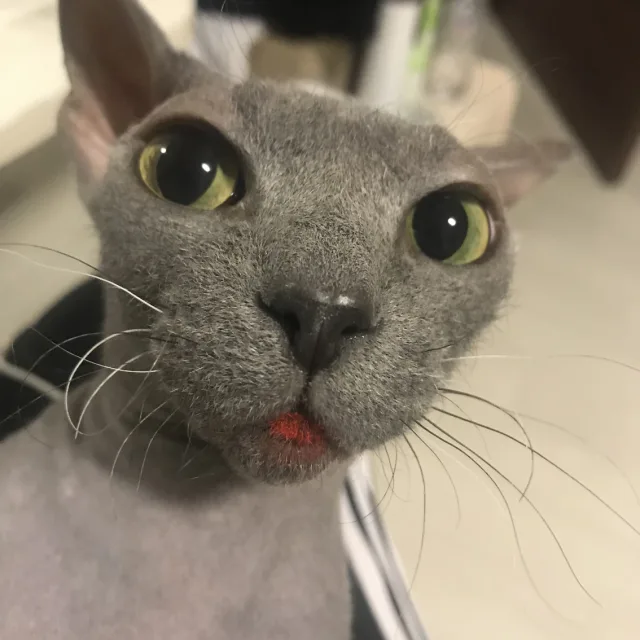 콩냥이