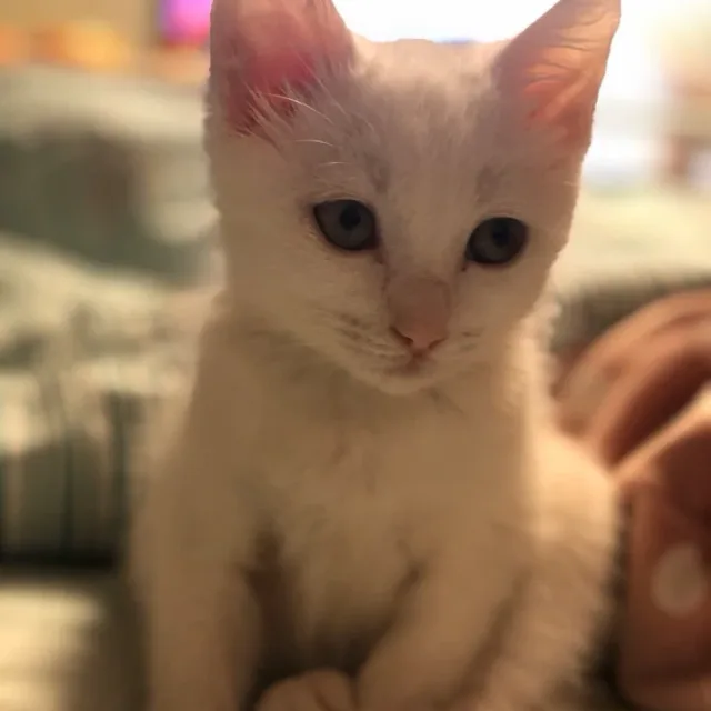 luna