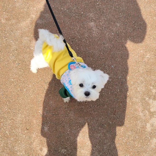 징앤똥