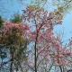 호수