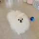 라봄이굿샷