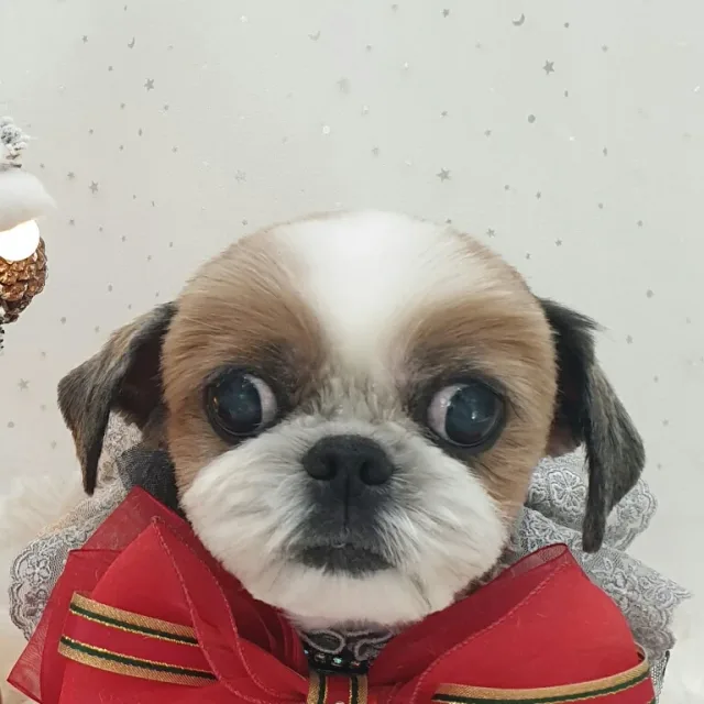 몽이아빠