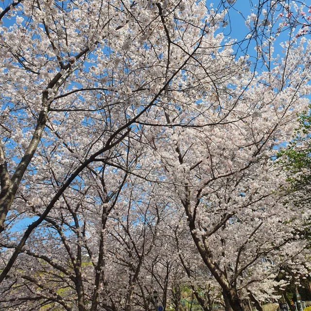 포도나