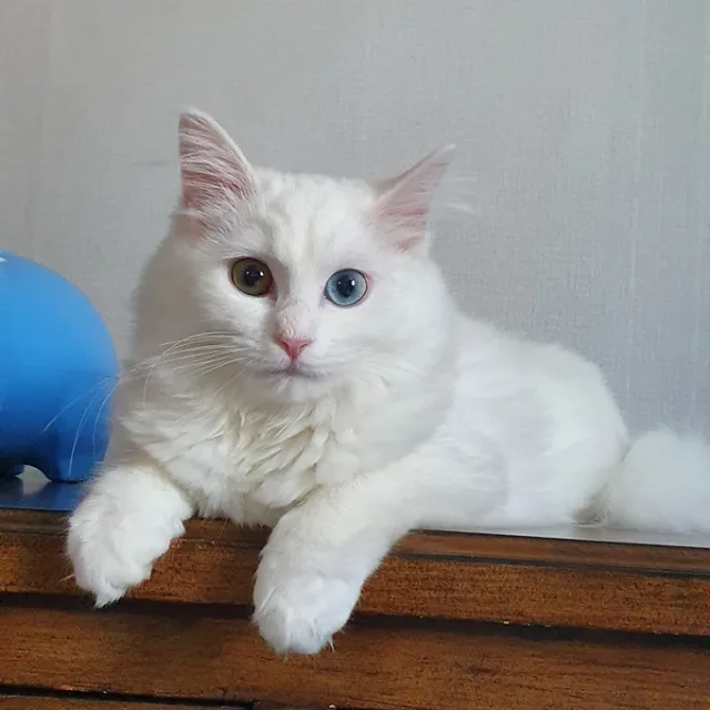 콩이맘