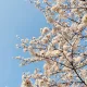 꽃보다미소천사