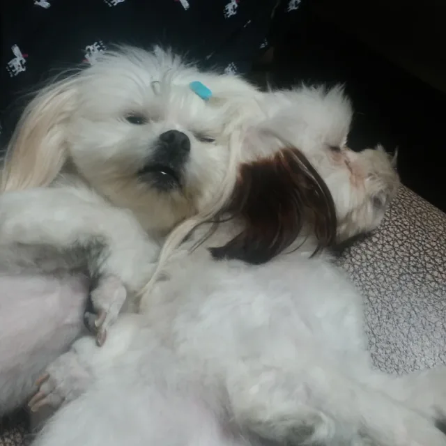 공도쌍용스윗닷홈APT