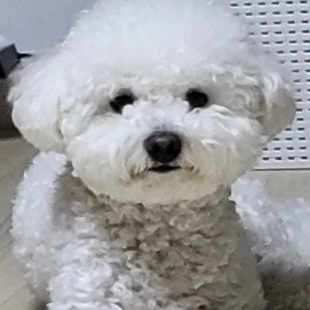 고라파덕