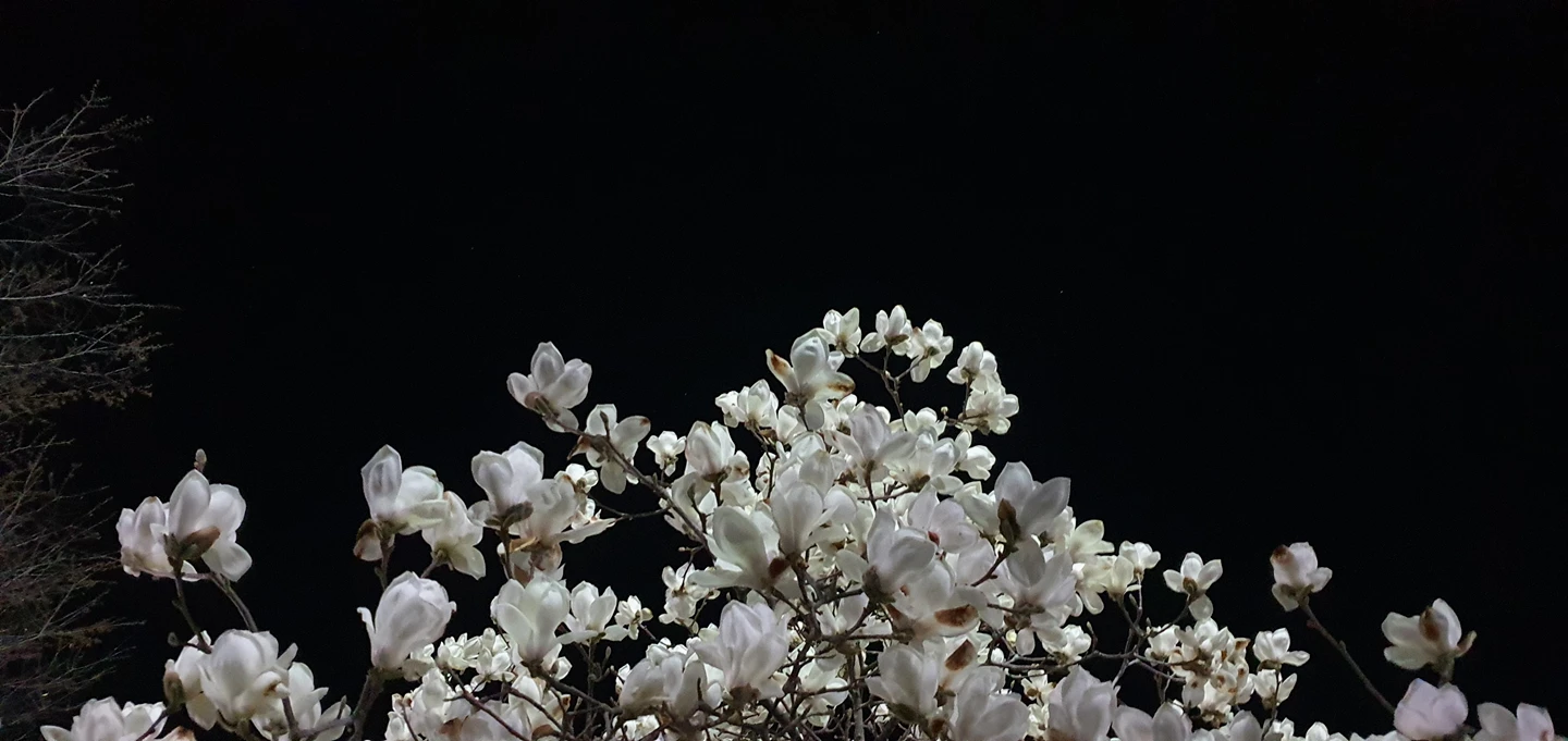 wallflower