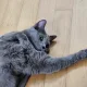 벙거맨