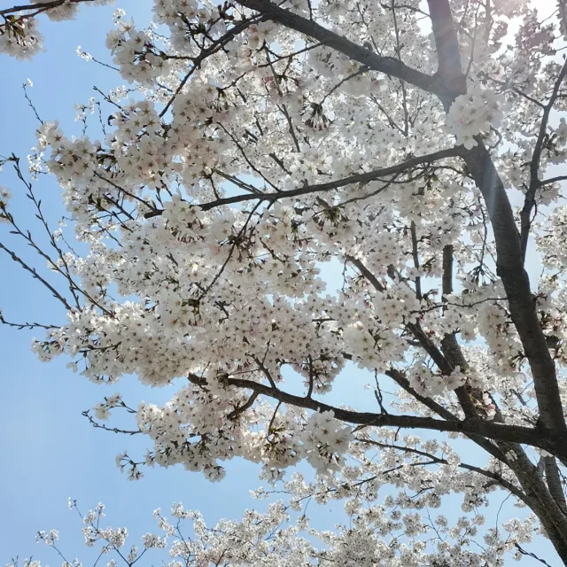 오이소박이