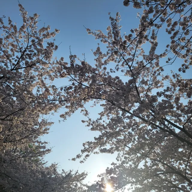 야호이룰루