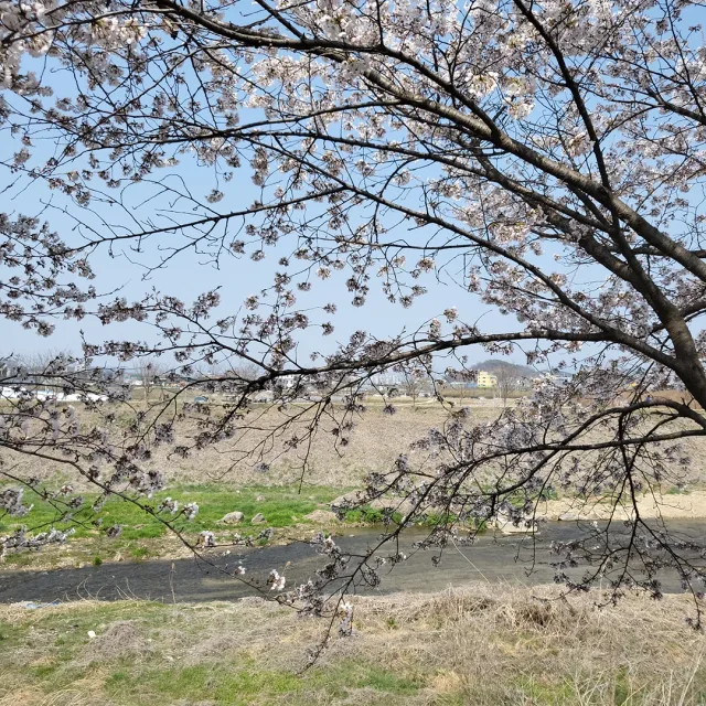 버찌꿍