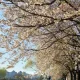 joonggo