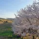 맹꽁