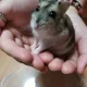 유미니