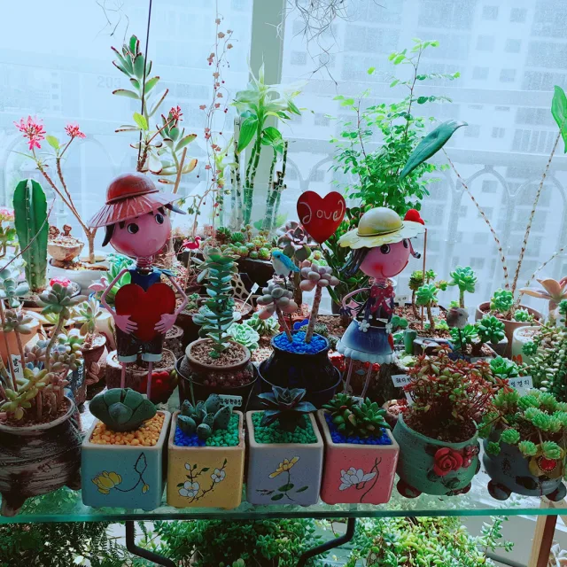 초롱