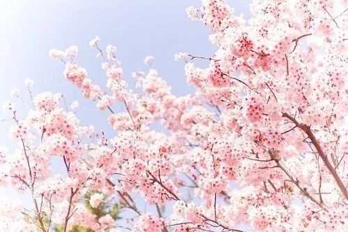 벚꽃라떼