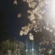 hana
