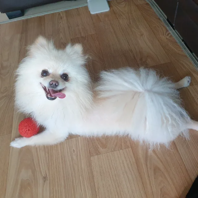 토월성원