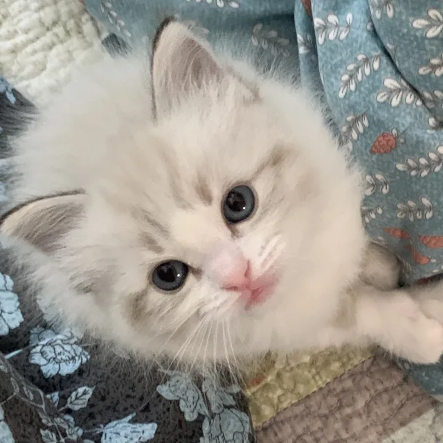 토리