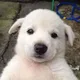 슈퍼그럼요