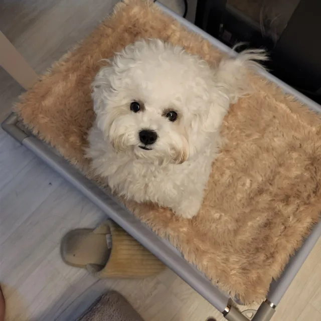 호브레드양