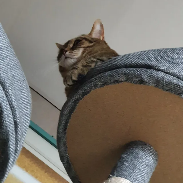 고양씌