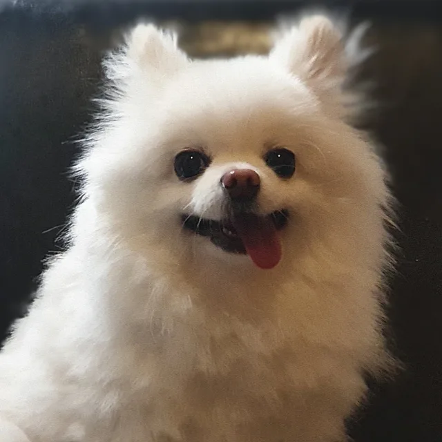 코기