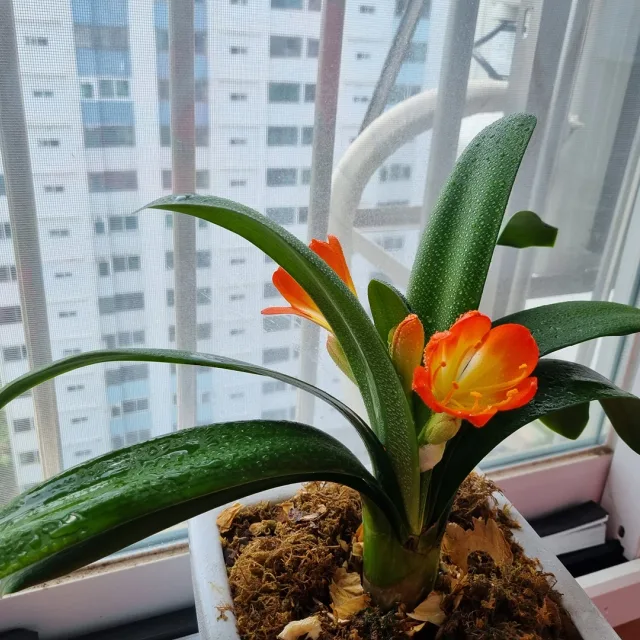 스마트