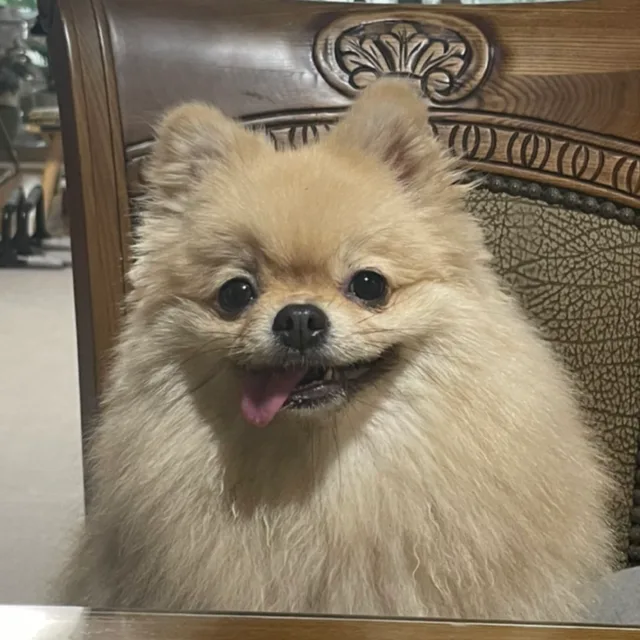 옴뇸뇸