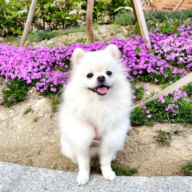 감자