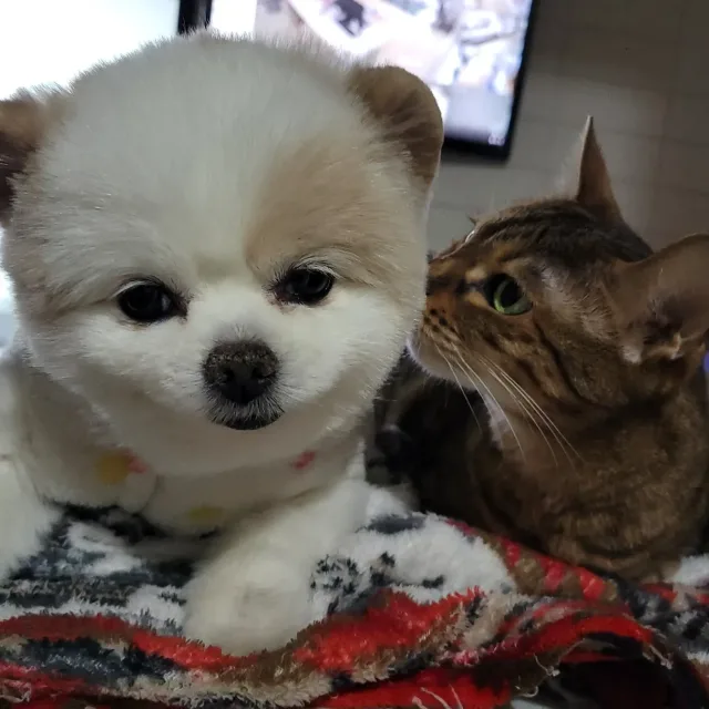 선히