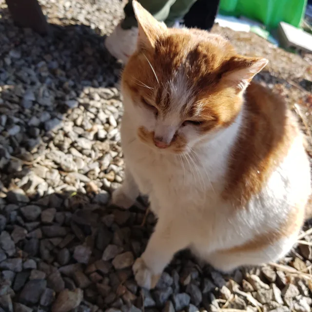 깜용